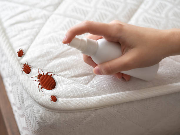 Best Ant Control Services  in Humboldt, KS